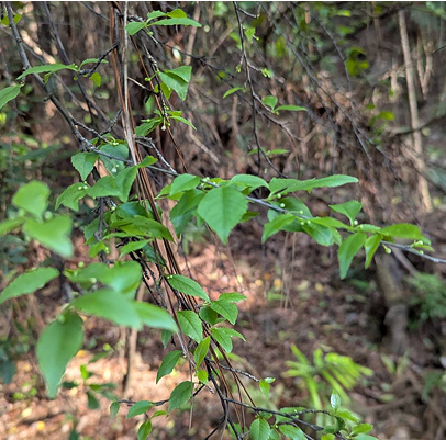 燈稱花 Ilex asprella